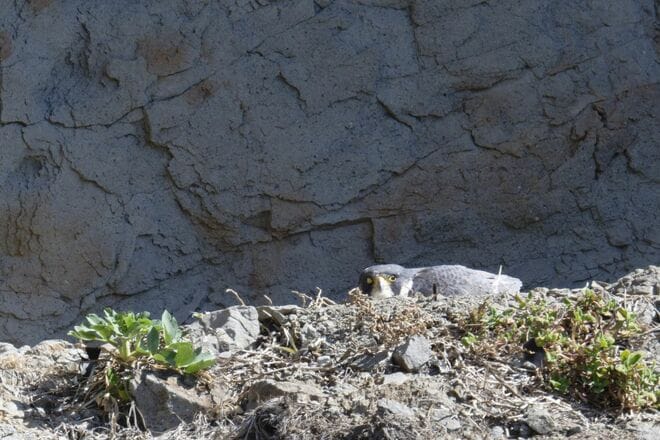 【バードウォッチング】「早春は恋の季節」日本最速飛行術を誇るハヤブサの “ラブラブ断崖ライフ” を拝見してきました！  神奈川県｜2026年の画像007