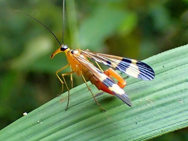 姿の異なるそのチョウは本当に別種？  季節によって姿が変わる虫たち【あなたのすぐそばにいる「季節の虫」の探し方 vol.17】の画像005