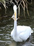 渓流釣り解禁直前！ 禁漁時期でも油断大敵！ 釣り人よりも魚獲り名人がいた「お見事！ シラサギ」【高尾山山麓を流れる案内川でヤマメを獲る瞬間を目撃】の画像005