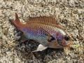 「絶対に釣れない」釣り下手ライター vs「絶対に釣れる」名所・福井県「音海半島」！  究極の「ホコタテ対決」の結末は？の画像002
