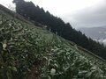 「日本茶を世界へ！」でも、その前に日本人が日本茶のことを知らない！？　フランス人茶商【ステファン・ダントンの挑戦「日本茶に旅をさせるために（1）】の画像003