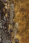 「滝の垂直壁をグイグイ登る “渓流のクライマー”」 オーバーハングも乗り越える小さなハゼの大きな挑戦に思わず胸キュン！  和歌山県｜2026年の画像004
