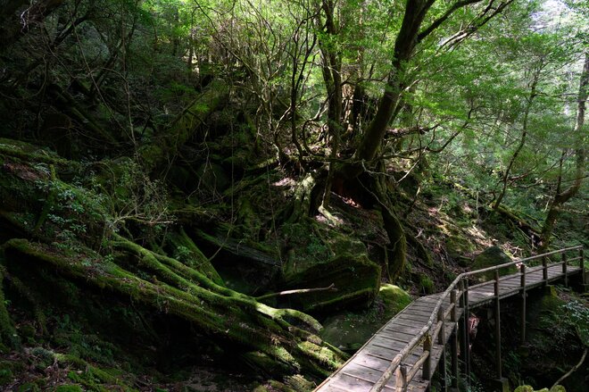 【世界自然遺産・屋久島】樹齢1800年「仏陀杉」に会いに行く！「ヤクスギランド」の吊り橋とエメラルドグリーンの清流を巡る1時間20分ライトトレッキングの画像012