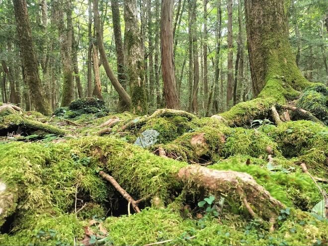 【ガソリン価格は下がる？】“暫定税率廃止分” でどれだけ走れるのか！  愛車スーパーカブに乗って「富士山一周＆スバルライン」で検証した結果！の画像002