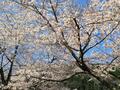 桜とアセビが彩る奥多摩の低山「棒ノ折山」 エメラルドグリーンのダム湖から清流＆滝をたどる人気コース「水源のみち」登山レポ！の画像002