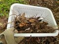日本最小のカマキリ「ヒナカマキリ」 顔はキュートだけど威風堂々！ “秘密兵器”を持ち込むも、出会いは意外な場所だった【三浦半島】2024年の画像004