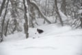 【日本パウダー探訪記 vol.1・北海道 編】「ニセコ、ルスツ、キロロ、トマム」ほか、シーズンに一度は絶対行きたい“新雪天国”の画像004