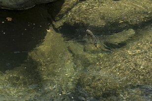 超人気！ 釣り人が多いのに放流なし！ 今も昔も変わらず“宝石のように耀く”天然イワナが水面を割る【渓流釣り】長野県・雑魚川