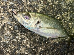 瀬戸内海「春のアジング」サイズアップのコツ！  習性・ポイント・時間帯ほか、知れば狙える “良型” 初心者向け解説！