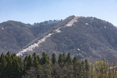 桜の回廊をいくお花見ハイキング！ 光城山 長野県【拝啓絶景】｜登山