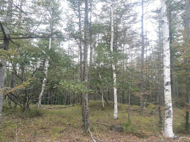 【ガソリン価格は下がる？】“暫定税率廃止分” でどれだけ走れるのか！  愛車スーパーカブに乗って「富士山一周＆スバルライン」で検証した結果！の画像007