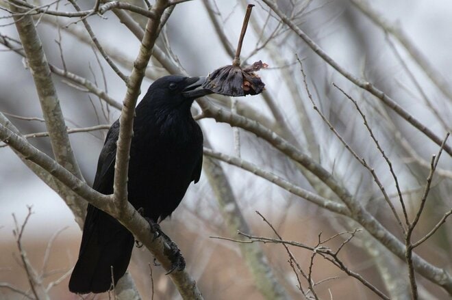 【バードウォッチング】ポイ捨てOK？  厳しい冬を乗り越える野鳥たちの食べ物をめぐる「残念過ぎる事情」とは   神奈川県｜2025年の画像004