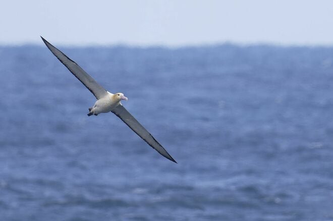 「海・山・森」丸ごと全部満喫できる！【観光復興キャンペーン実施中】行こう “復幸旅” アウトドアの楽園、八丈島へ｜2026年の画像013