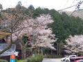 4月は関東百名山のひとつ「浅間嶺」で花ハイキング！  色鮮やか「桜・カタクリ・ツツジ」の彩り＆下山後は名瀑「払沢の滝」も堪能！  現地レポートの画像002
