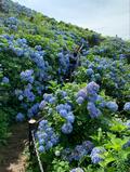梅雨空より青い！？ 山の斜面を染め上げる「アジサイ」の絶景！ 圧巻3万本「大川原高原」の大パノラマ「あじさい祭り」現地レポ【徳島県名東郡】の画像004