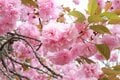 【首都圏近郊ハイキング】新宿から1時間で行ける人気低山「岩殿山」 登るなら連休前後が狙い目なわけの画像005