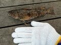 「カサゴとアイナメ」に激似の魚とは？  判別困難な「冬釣り」の風物詩「根魚」の奥深い世界とは？の画像006