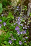 梅雨に逆戻り！？ 高山植物を愛でる山歩き！ ニッコウキスゲ咲き乱れる北アルプス・唐松岳〈長野県〉2022年の画像008