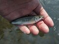 【渓流釣り】「渡良瀬川で夕日を眺めながらフライフィッシング 」釣りを忘れて夢中になった残照の川面の生命感！ 「仕事前・帰りに」人気のキャッチ＆リリース区間・群馬県桐生市 2022年の画像010