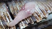 釣った魚を食べるときに気をつけたい「アニサキス」症状は？  応急的な対処は可能か？  実体験ライターがレポート！