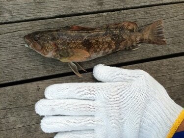 3ページ目 カサゴとアイナメ に激似の魚とは 判別困難な 冬釣り の風物詩 根魚 の奥深い世界とは アクティビティ ニュース Bravo Mountain