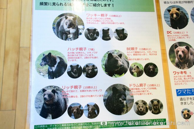 シャチやヒグマのリアルな大きさを体感！ 世界自然遺産の自然と歴史、文化がまるごとわかる「知床羅臼ビジターセンター」ってどんなところ？【北海道・羅臼町】の画像006