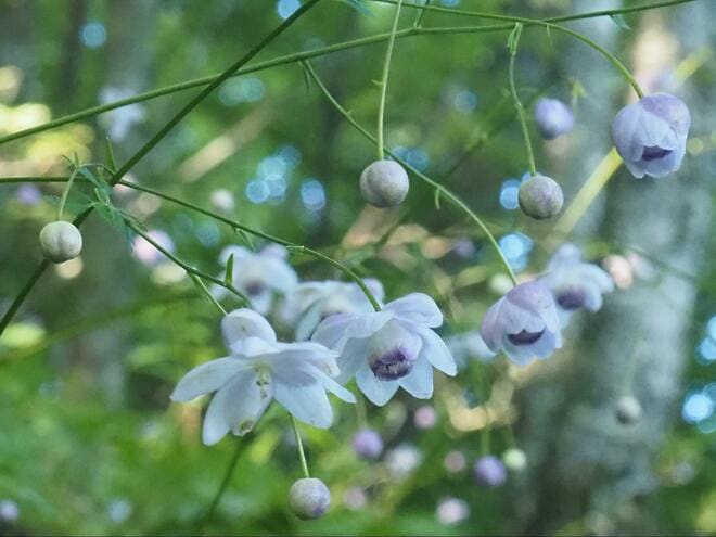【8月上旬から咲く花】ふわふわ＆淡い色合いが幻想的… “森の妖精” レンゲショウマ「鼻曲山」レポート！  群生地の注意点もの画像005