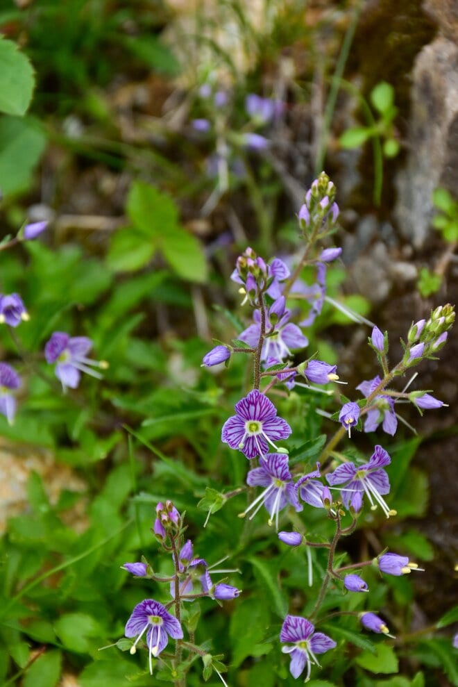 梅雨に逆戻り！？ 高山植物を愛でる山歩き！ ニッコウキスゲ咲き乱れる北アルプス・唐松岳〈長野県〉2022年の画像008