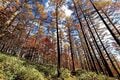 “秋山”最強コンボ【紅葉と渓谷トレッキング・第4回】山頂には白いビーチ！ 家族で行けるお手軽紅葉ハイキング「尾白川渓谷」＆「日向山」の画像004
