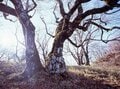 初冬「ドラマチック丹沢」登山「檜洞丸」の絶景！ 新雪と樹氷＆富士山「白のコラボ」落葉からの「眺望アップ」フォトレポートの画像003