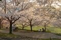 観測史上最速！ 驚愕のスピード！ 「開花からたった2日で満開となった桜が魅せる景色」 善光寺北側・長野市のお花見スポット・城山公園 2022年の画像003