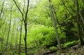 山中の植物に「春から初夏への移り変わり」を感じるお手軽ハイキングルート＜奥多摩・御前山＞の画像013