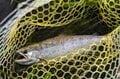 幻の渓魚「諏訪マス」は梅雨どきが釣りのチャンス！ 「上川・宮川」へ＜長野県＞の画像004