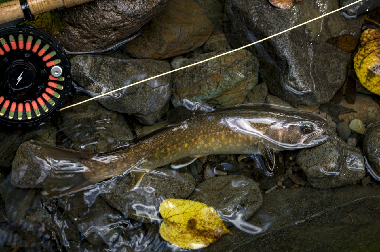 画像・写真：【渓流釣り】 秋の荒喰い！ それとも恋の季節！？ 「アマゴとイワナが共生する渓でフライフィッシング」 岐阜県・2024年9月【合計 ...