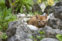 福木に囲まれた昔ながらの赤瓦の屋敷が点在する“沖縄でいちばん遠い島”へ【琉球島猫百景 vol.04　渡名喜島〈1〉～島猫が島猫らしく生きる島」】