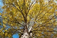 【今年の紅葉は「ここ数年で一番」の当たり年！】＜東京都の最深部へのおすすめドライブコース＞奥多摩エリアの紅葉は「今がピーク」