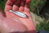 梅雨明け前に行きたい「ホソ」での小物釣り！  実釣5時間「10種・50匹超え」数釣りを満喫！  県外からも人が来る「田んぼ脇」現地レポ【茨城県・霞ヶ浦】