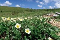 今こそ行きたい！  北アルプスの名峰6座 【第2回】山頂は360度の“大絶景”と草原が美しい百名山「薬師岳」