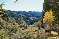 まだ間に合う！【関東の紅葉最終案内】房総・大福山と梅ヶ瀬渓谷で晩秋のんびり歩き