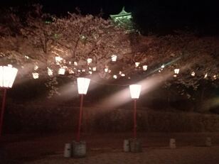 福井県内の「隠れた桜の名所」3選！地元民だけが知っている！「枝垂れ・遺跡・城」の絶景とは？