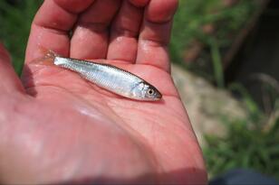 梅雨明け前に行きたい「ホソ」での小物釣り！  実釣5時間「10種・50匹超え」数釣りを満喫！  県外からも人が来る「田んぼ脇」現地レポ【茨城県・霞ヶ浦】
