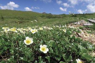 今こそ行きたい！  北アルプスの名峰6座 【第2回】山頂は360度の“大絶景”と草原が美しい百名山「薬師岳」