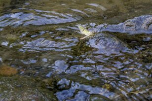 【渓流釣り】黄色い妖精が飛び交う新緑の川辺でフライフィッシング！ 釣れるのはヤマメかイワナか？  トラウトパーク軽井沢・2022年