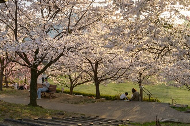 観測史上最速！ 驚愕のスピード！ 「開花からたった2日で満開となった桜が魅せる景色」 善光寺北側・長野市のお花見スポット・城山公園 2022年の画像003