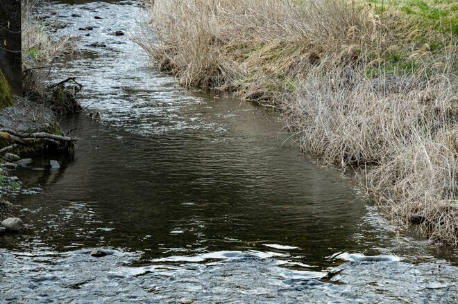 【渓流釣り】「雨後、雪解け水が多すぎて……」 釣りに行ったはずが、お花見に方向転換！  花鳥風月を楽しむ伊那谷の春　長野県｜2026年の画像007