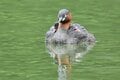 「赤ちゃんをおんぶする水鳥」 激萌え赤ちゃんに胸キュン！  都市公園の池でイクメンも大奮闘  2024年【東京都】の画像007