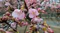 「東京で2月にサクラサク」！  ひと足早い春「23区内の河津桜」スポット3選「開花直前レポート」！の画像001