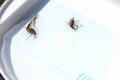 【渓流釣り】陽光きらめく春の渓でフライフィッシング「カゲロウ舞う川面からつぶらなヤマメが飛び出す！」【群馬県】の画像005