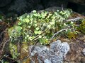 絶景スポット満載！ 1泊2日で歩き尽くす「アヴィック山自然公園」の登山道（前編）【ブーツの国の街角で vol.28】の画像012