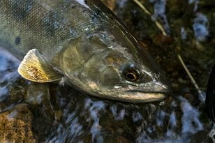 【渓流釣り】春の陽気に誘われて “フライフィッシング” 「4月並みの気温とはいえ、やはり2月…… 水温2℃台で厳しい釣果でした」 長野県・2026年